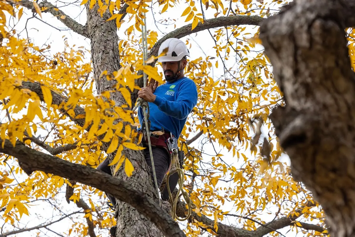Skilled Tree Planing crew working in Clayton